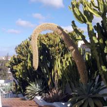 Tenerife