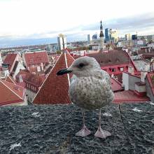 Tallinn - 2017